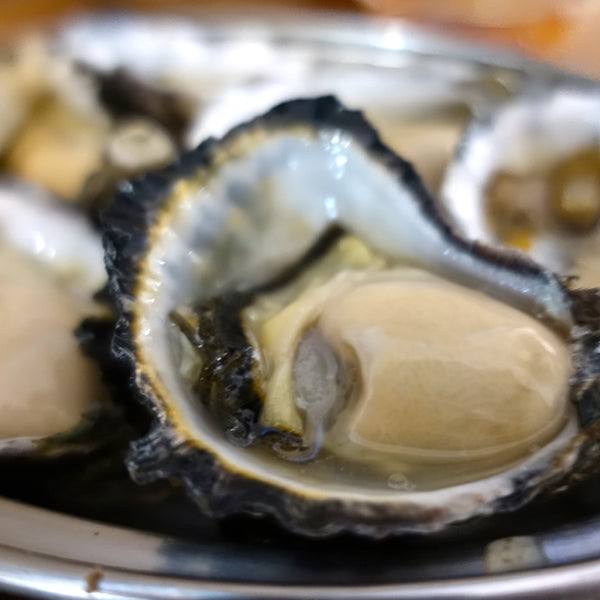 Close-up of an open oyster on its half shell with a dark ruffled edge, on a metal tray