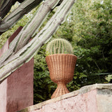 insitu