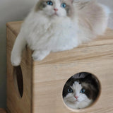 Cat Nest