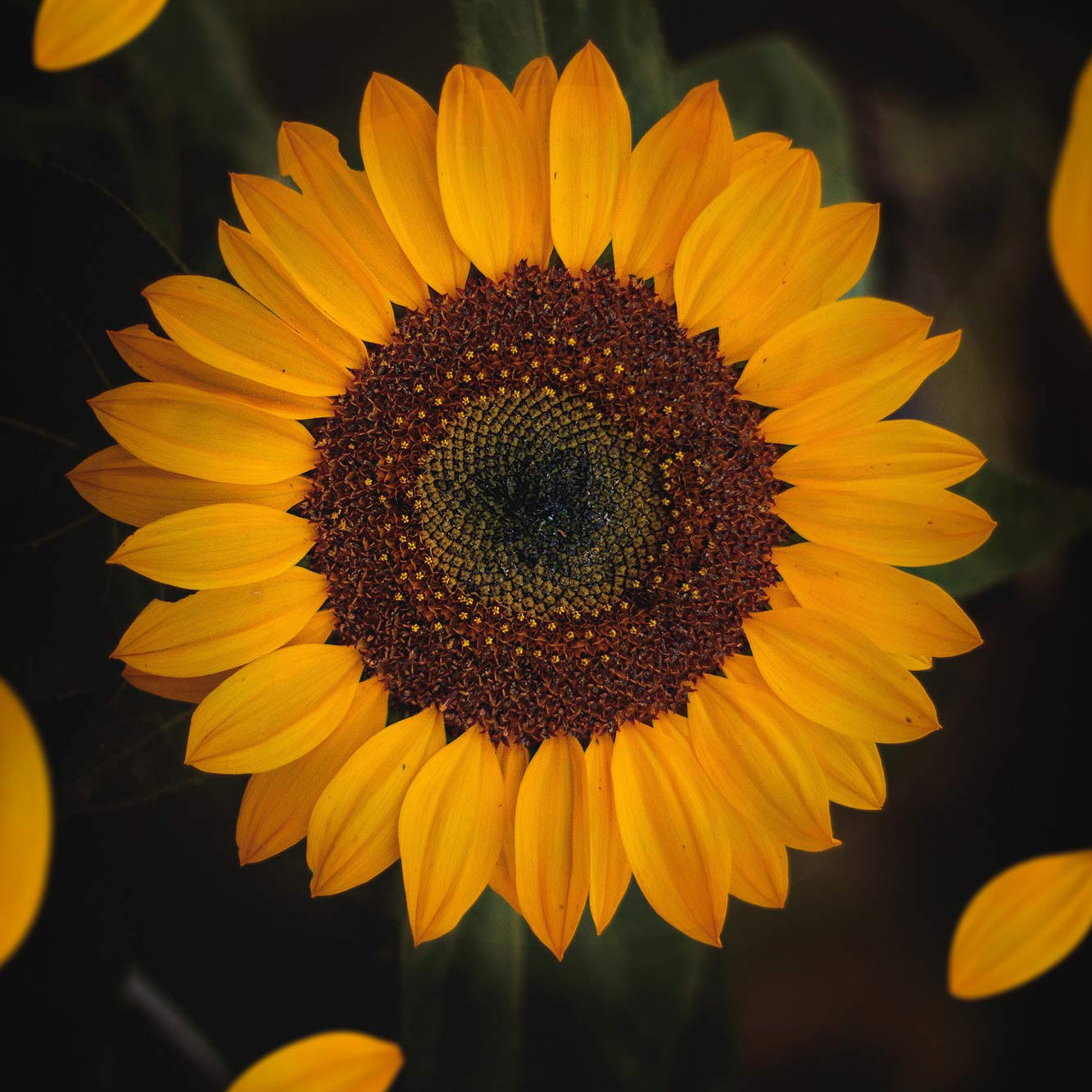 Sunflower Wall Light: Large + LS