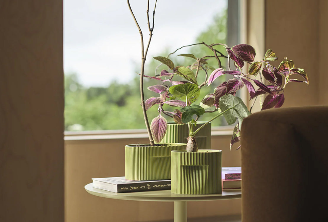 Green potted plants on a table with a blurred window background