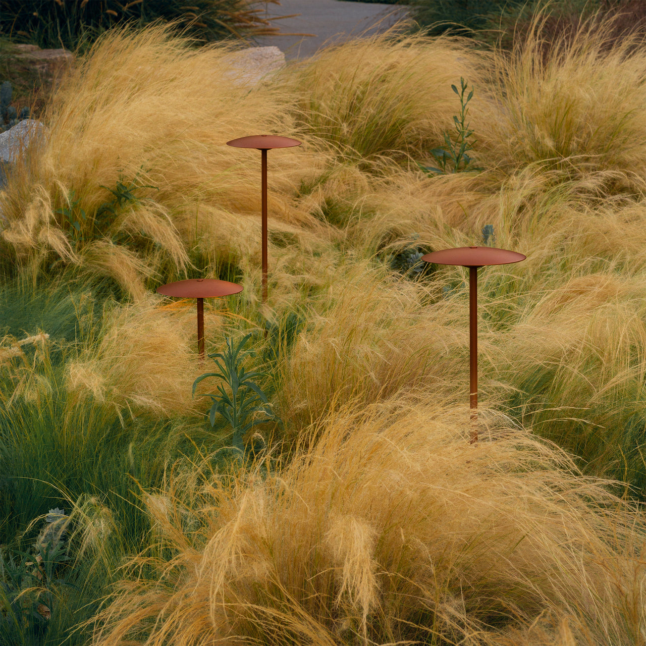 Ginger Bollard